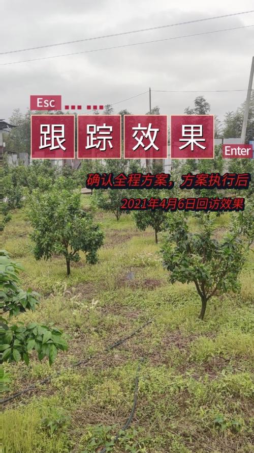 专注柑橘病虫防控与全程营养方案——广西技术服务热线正式开通